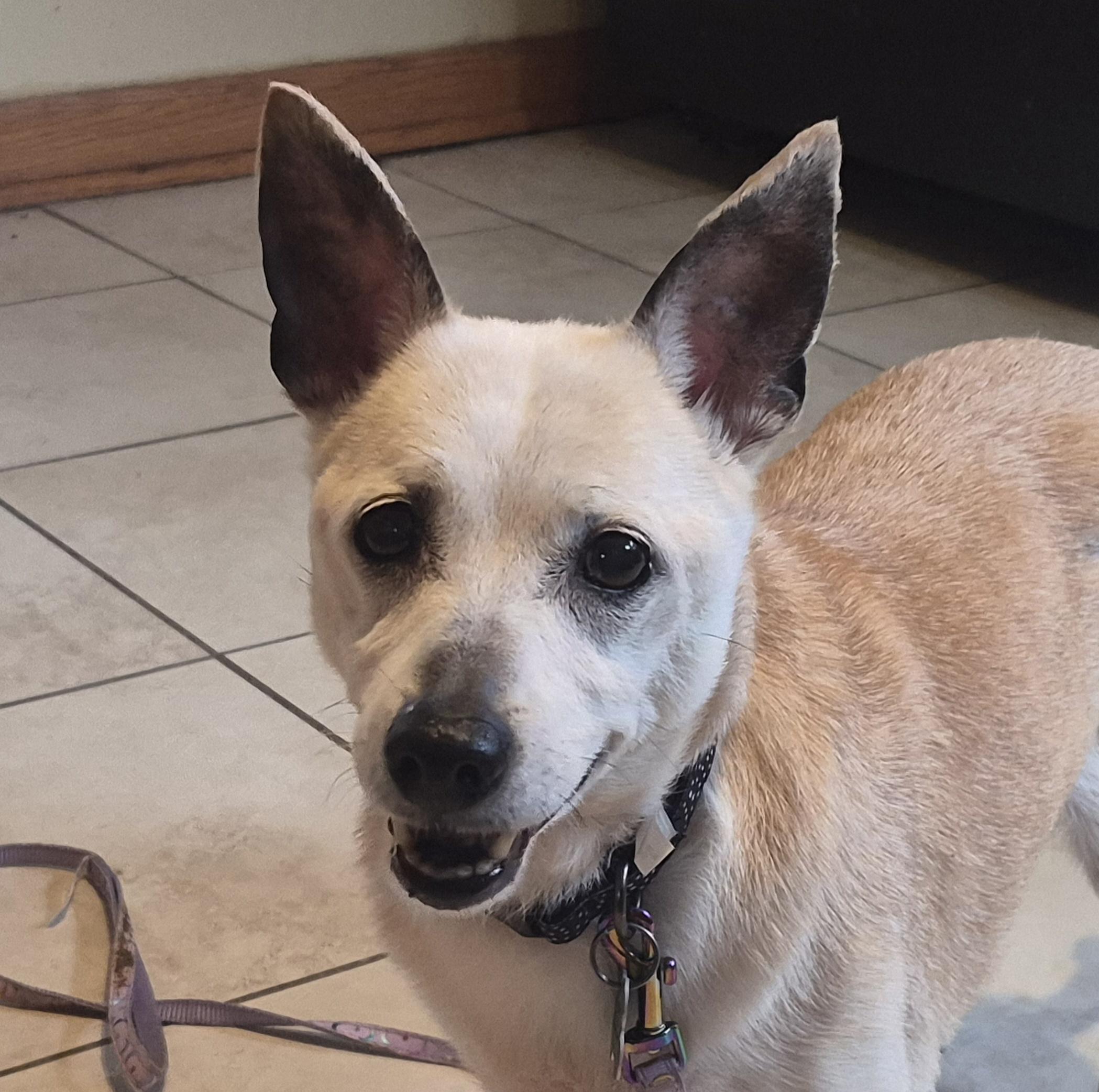 JC, ADOPTABLE, Senior Female Jack Russell Terrier & Chihuahua.