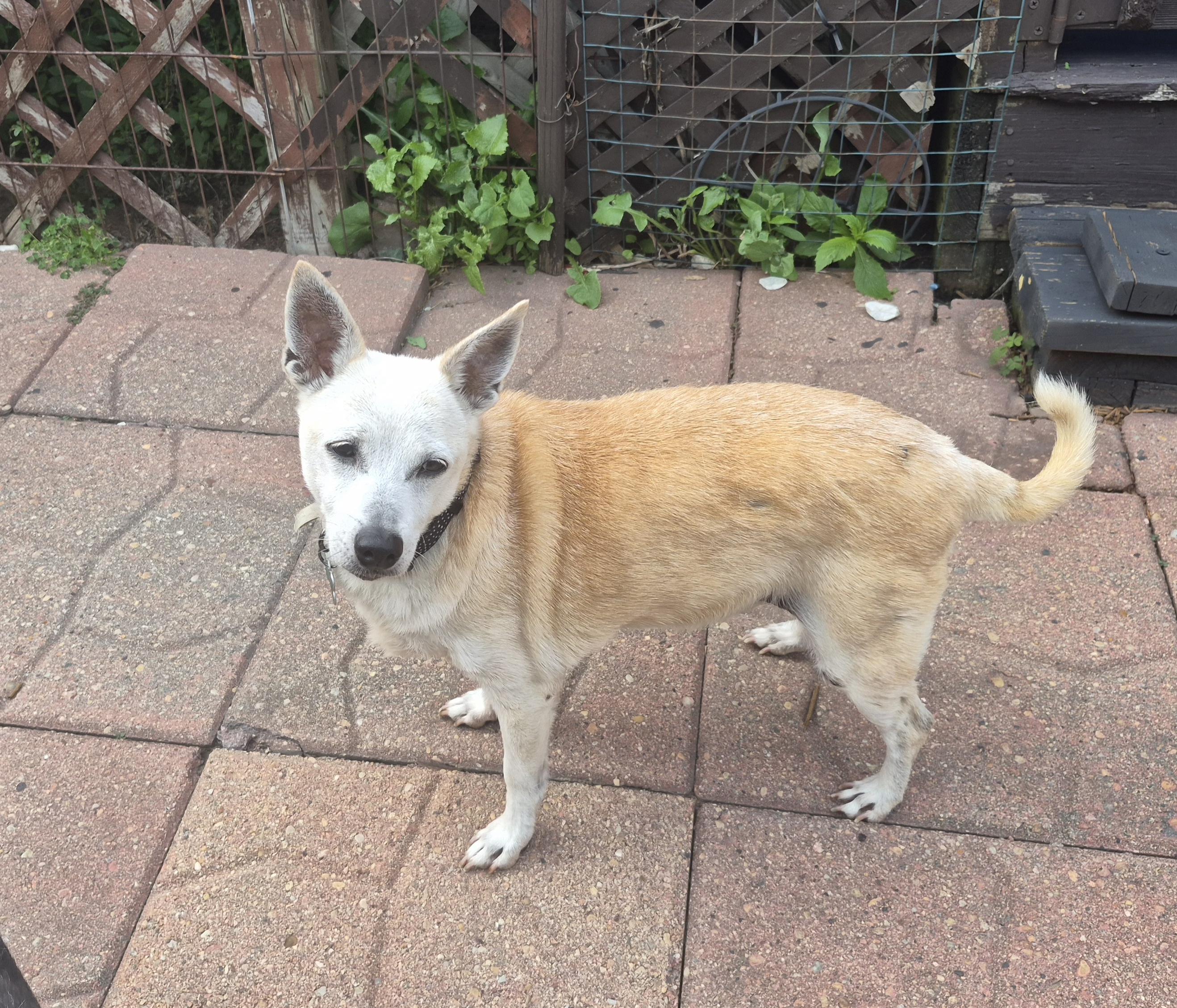 JC, ADOPTABLE, Senior Female Jack Russell Terrier & Chihuahua.