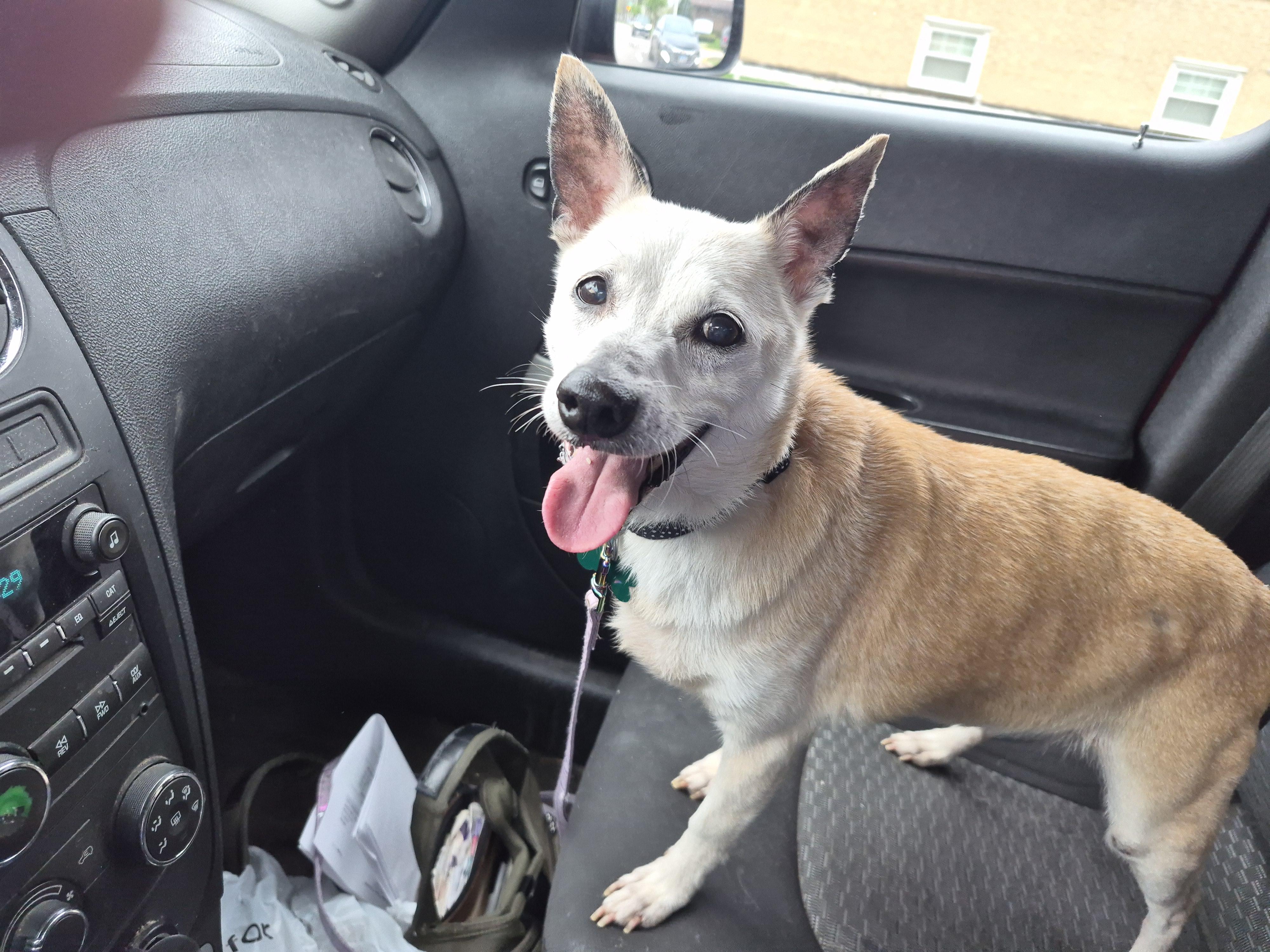 JC, a ADOPTABLE mixed breed in Aurora, IL image 2/4