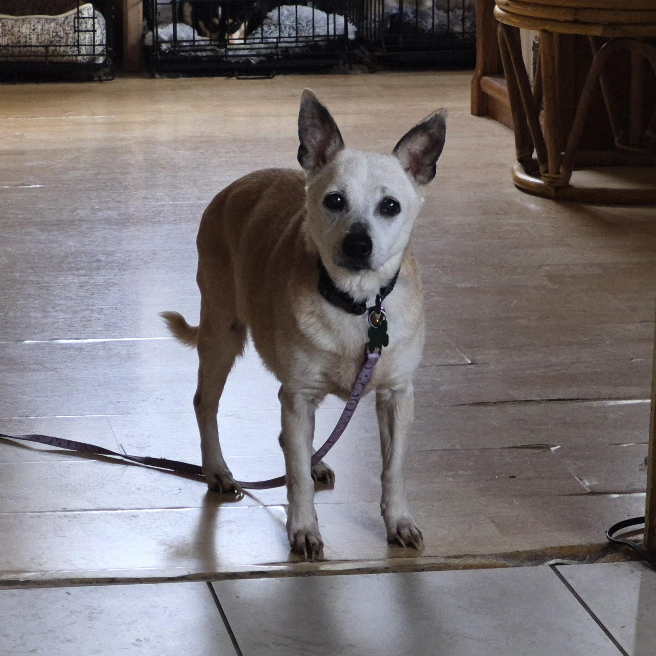 JC, a ADOPTABLE mixed breed in Aurora, IL image 4/4