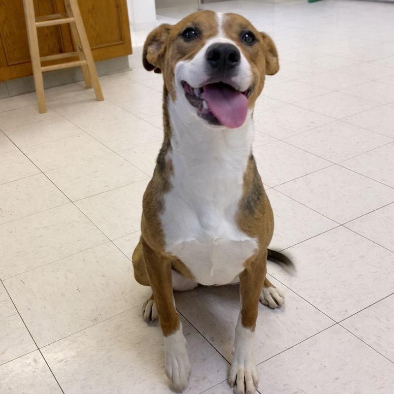 Shelly, Adoptable, Young Female American Foxhound & Mixed Breed.