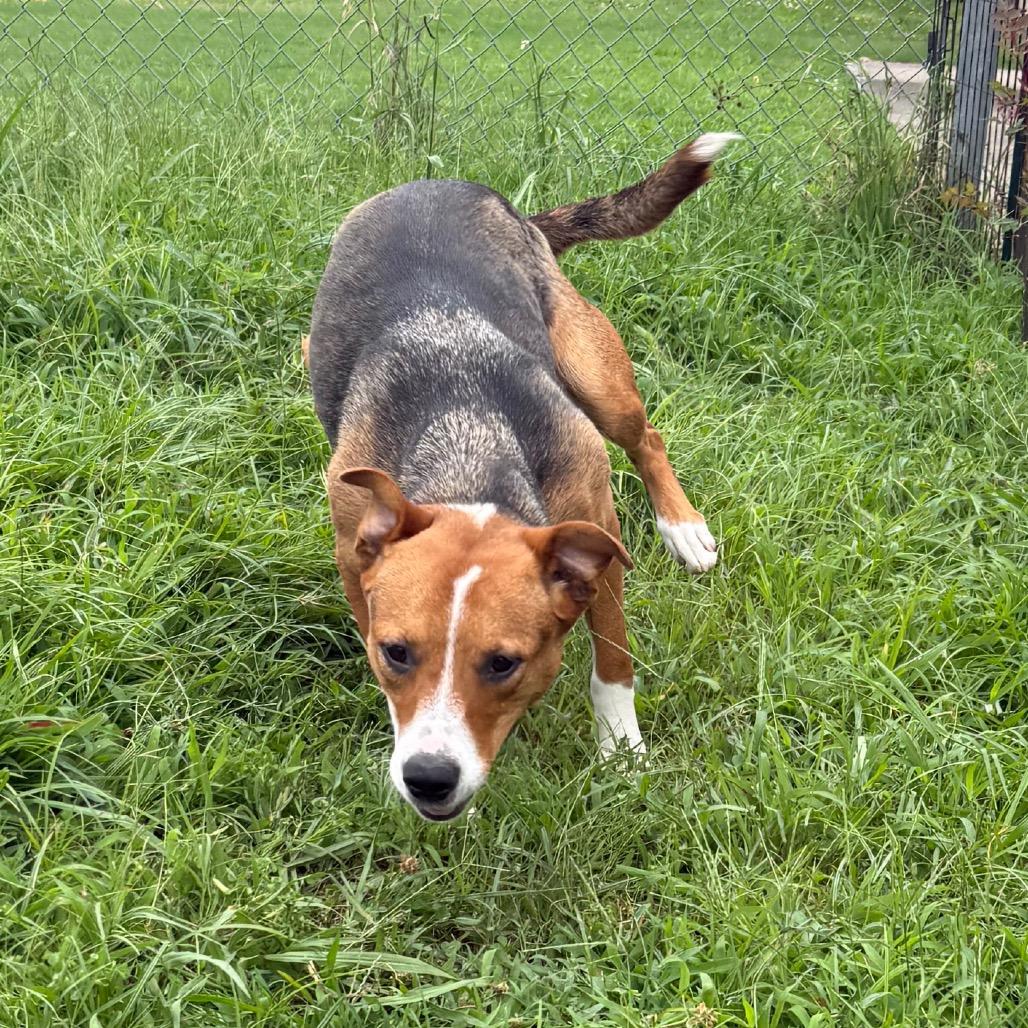 Enlarge Shelly, a Adoptable mixed breed in Jacksonville, AR image 2/6
