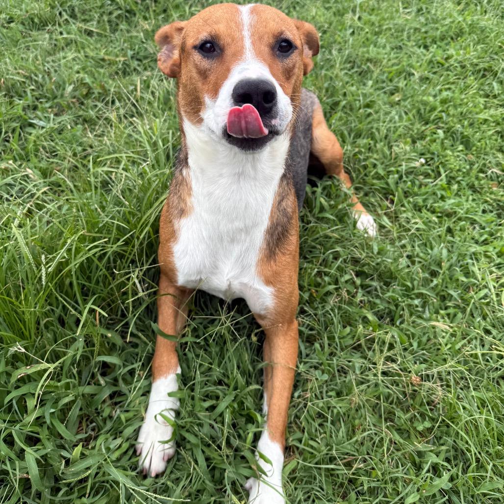 Enlarge Shelly, a Adoptable mixed breed in Jacksonville, AR image 3/6