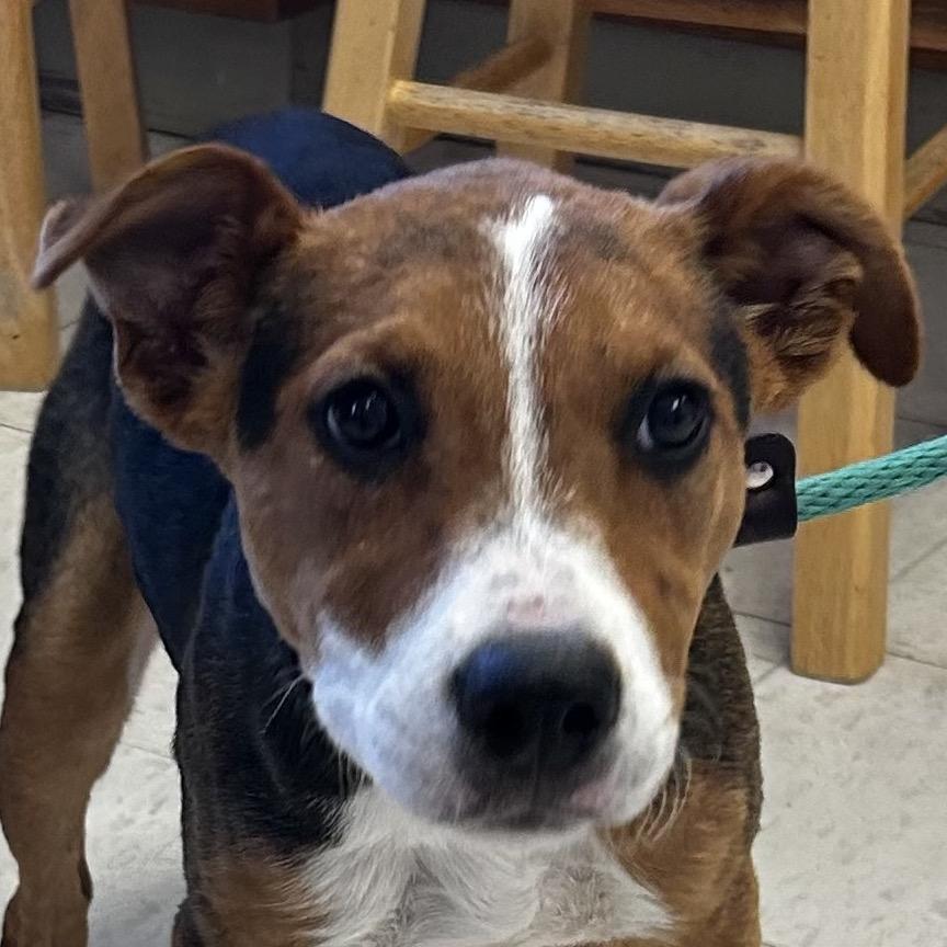 Enlarge Shelly, a Adoptable mixed breed in Jacksonville, AR image 4/6