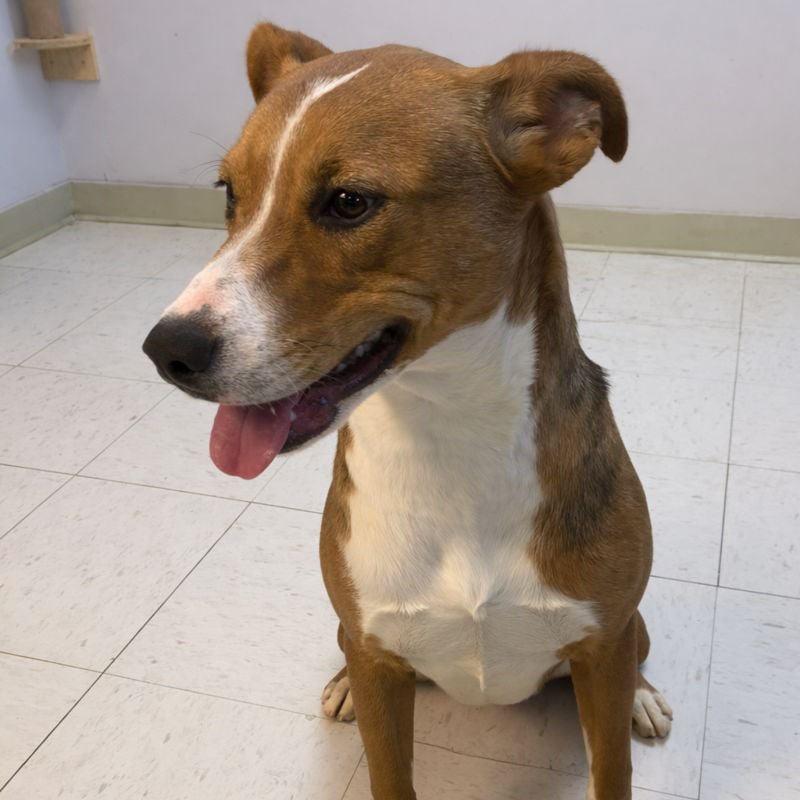 Enlarge Shelly, a Adoptable mixed breed in Jacksonville, AR image 5/6