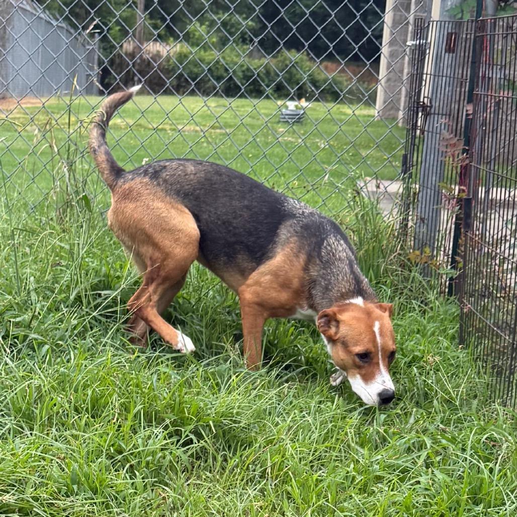 Enlarge Shelly, a Adoptable mixed breed in Jacksonville, AR image 6/6