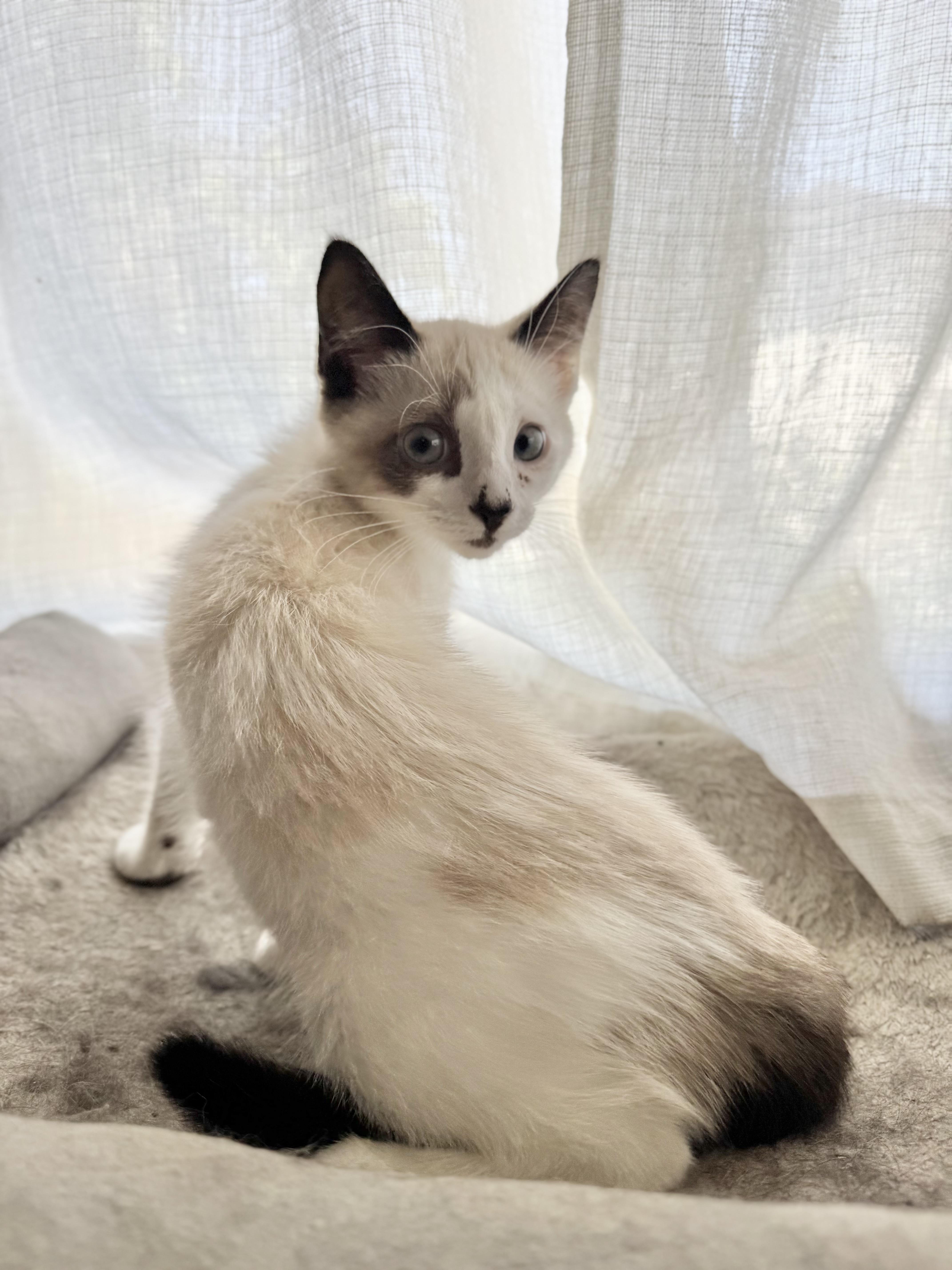 Enlarge Luna, a ADOPTABLE mixed breed in Riverside, CA image 2/2