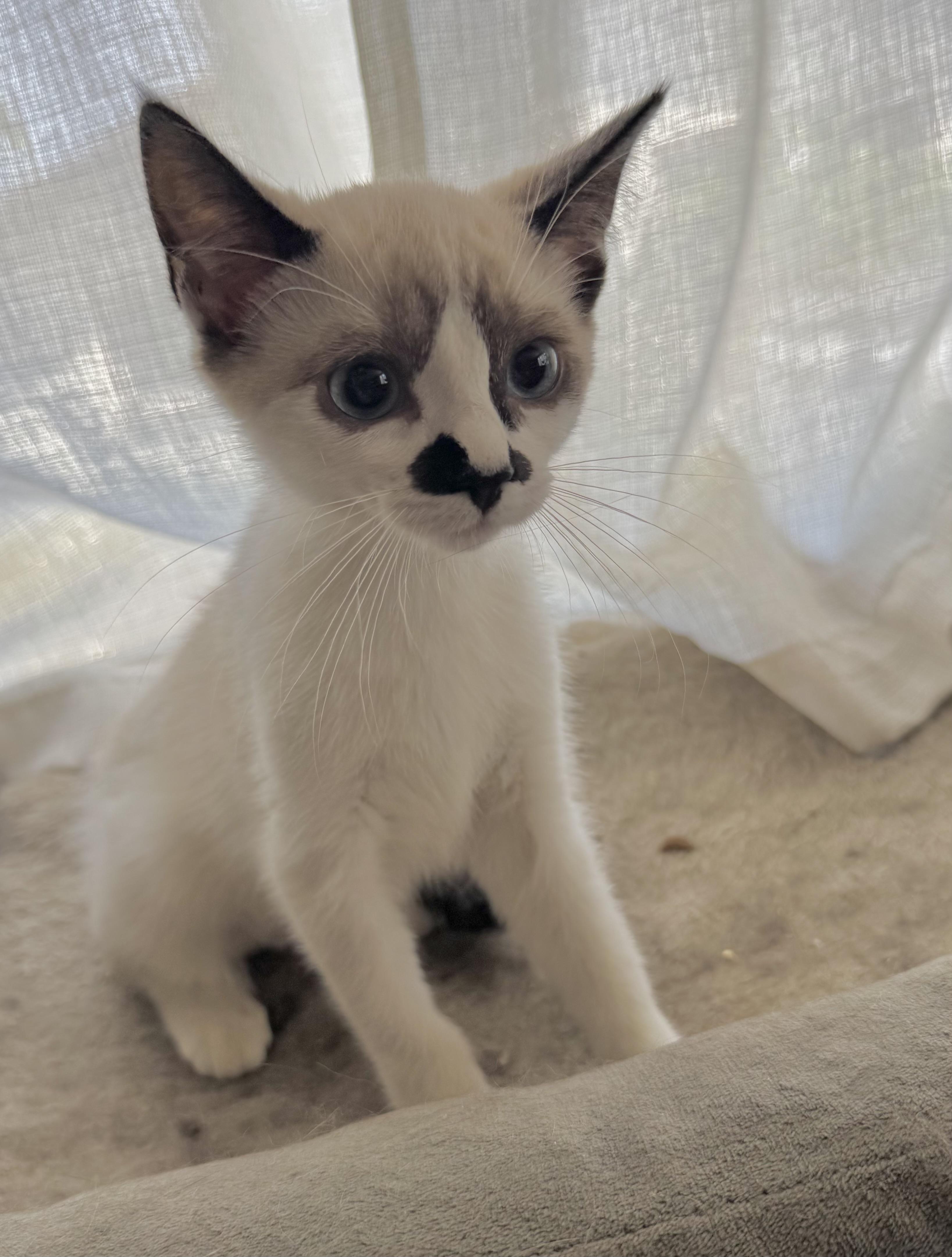Enlarge Luna, a ADOPTABLE mixed breed in Riverside, CA image 1/2