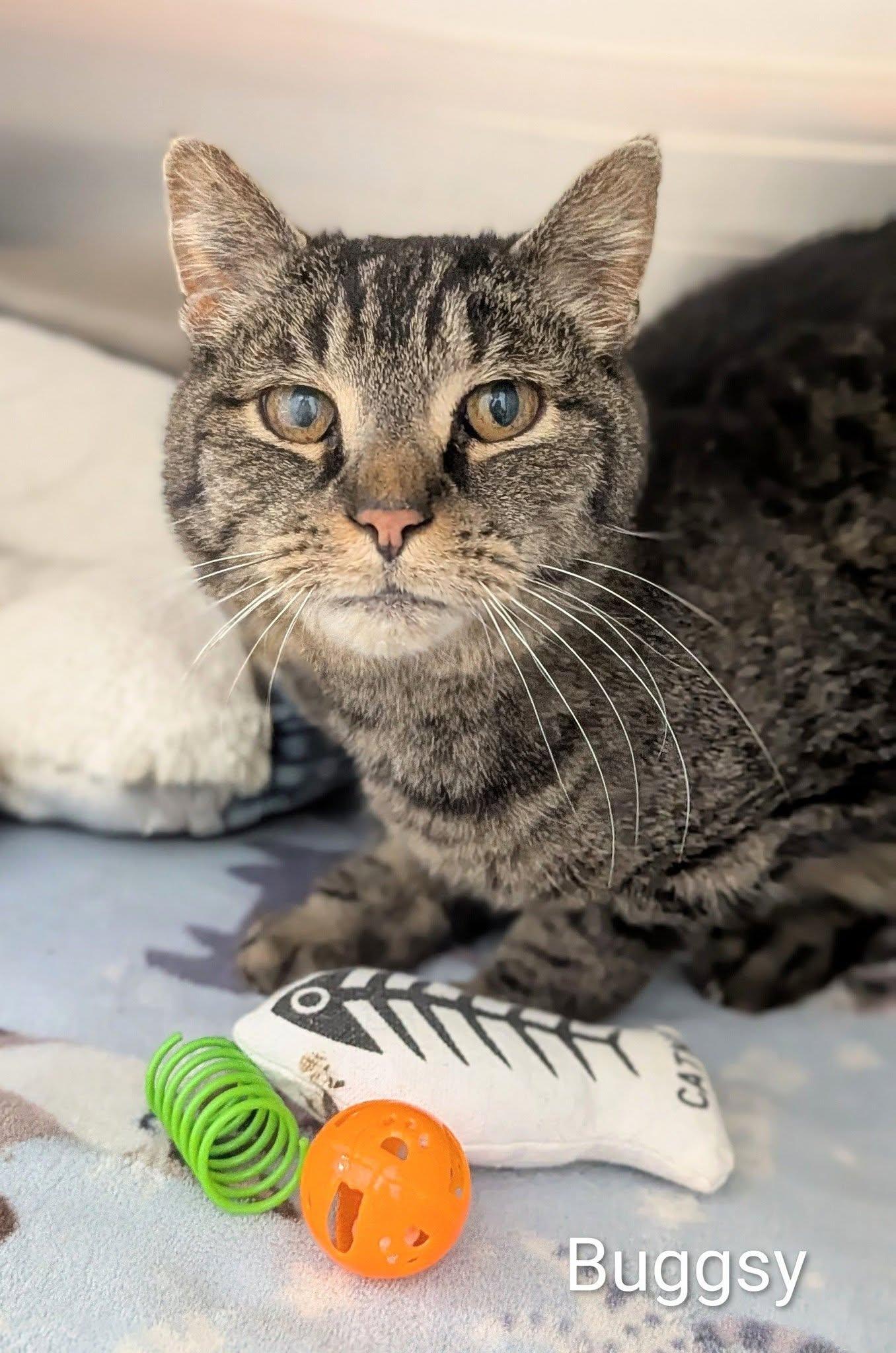Enlarge Buggsy, a ADOPTABLE Domestic Short Hair in Flint, MI image 1/1