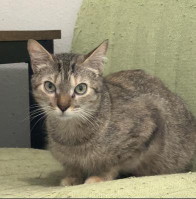 Enlarge Lindale, a Adoptable mixed breed in Lolo, MT image 6/6