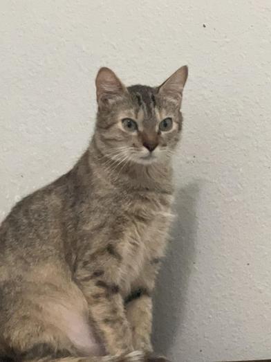 Enlarge Lindale, a Adoptable mixed breed in Lolo, MT image 3/6