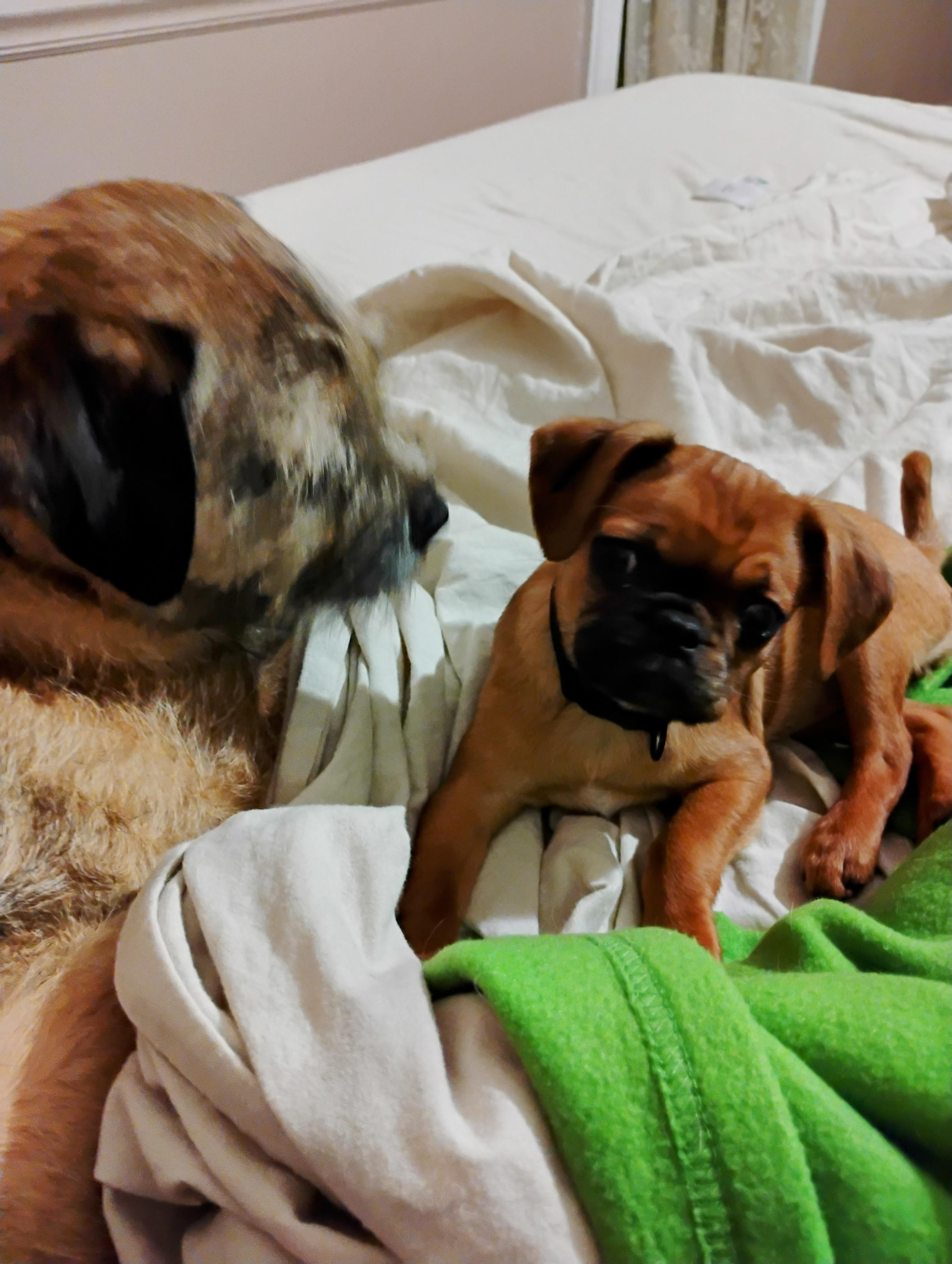 Enlarge Marsaili -fenced yard a must, a ADOPTABLE mixed breed in White Lake, MI image 2/4