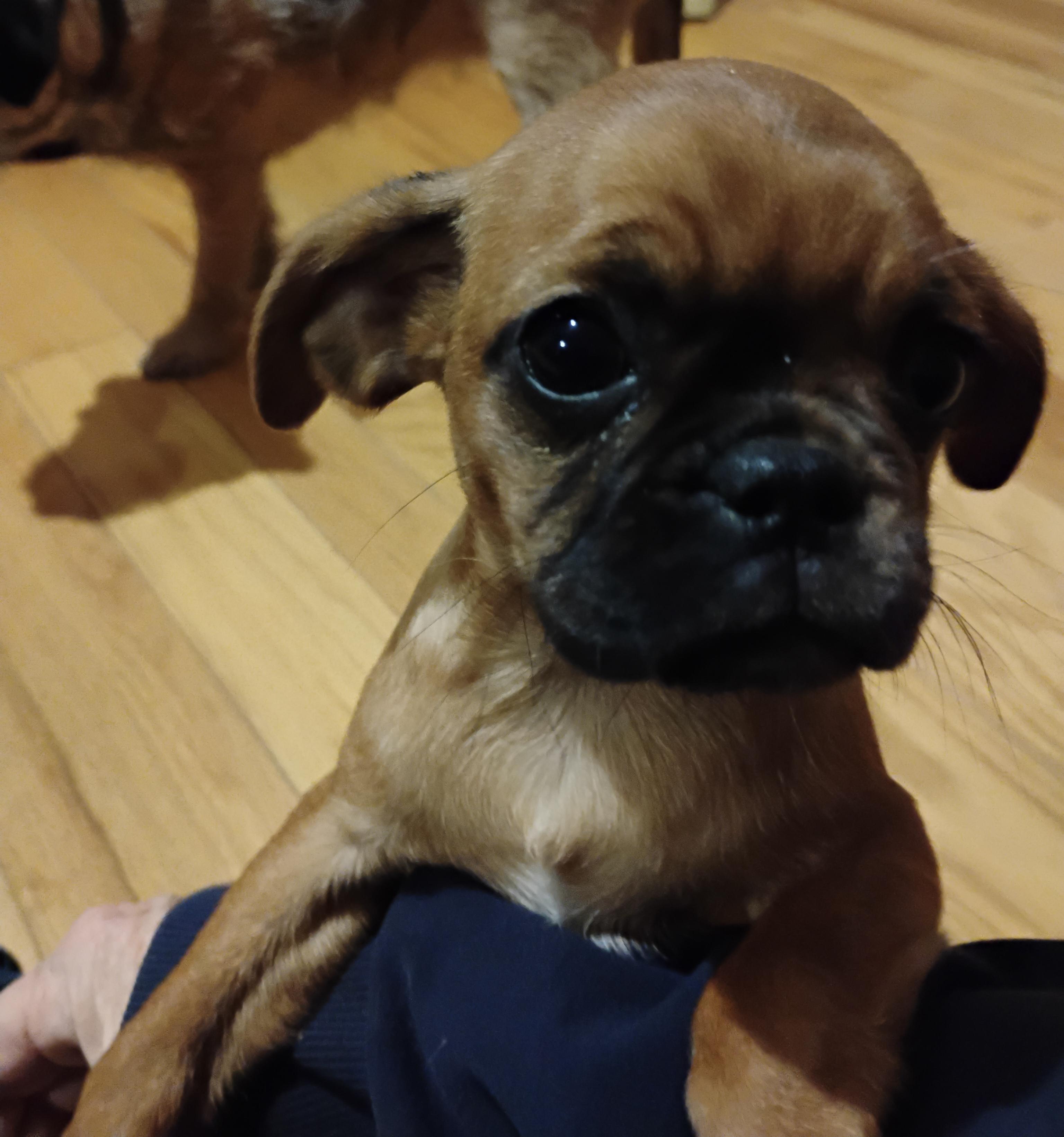 Enlarge Marsaili -fenced yard a must, a ADOPTABLE mixed breed in White Lake, MI image 1/4