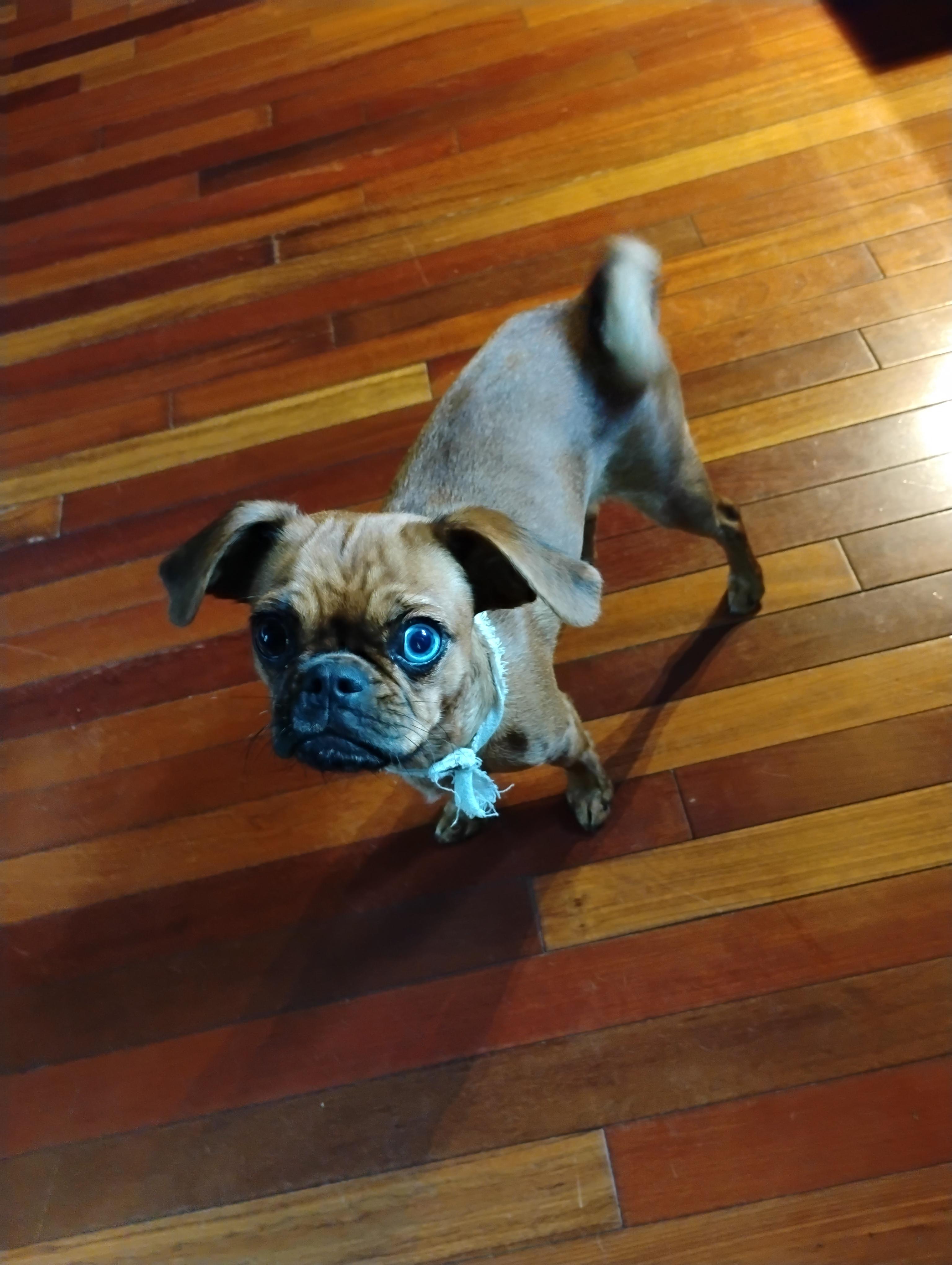 Enlarge Marsaili -fenced yard a must, a ADOPTABLE mixed breed in White Lake, MI image 3/4