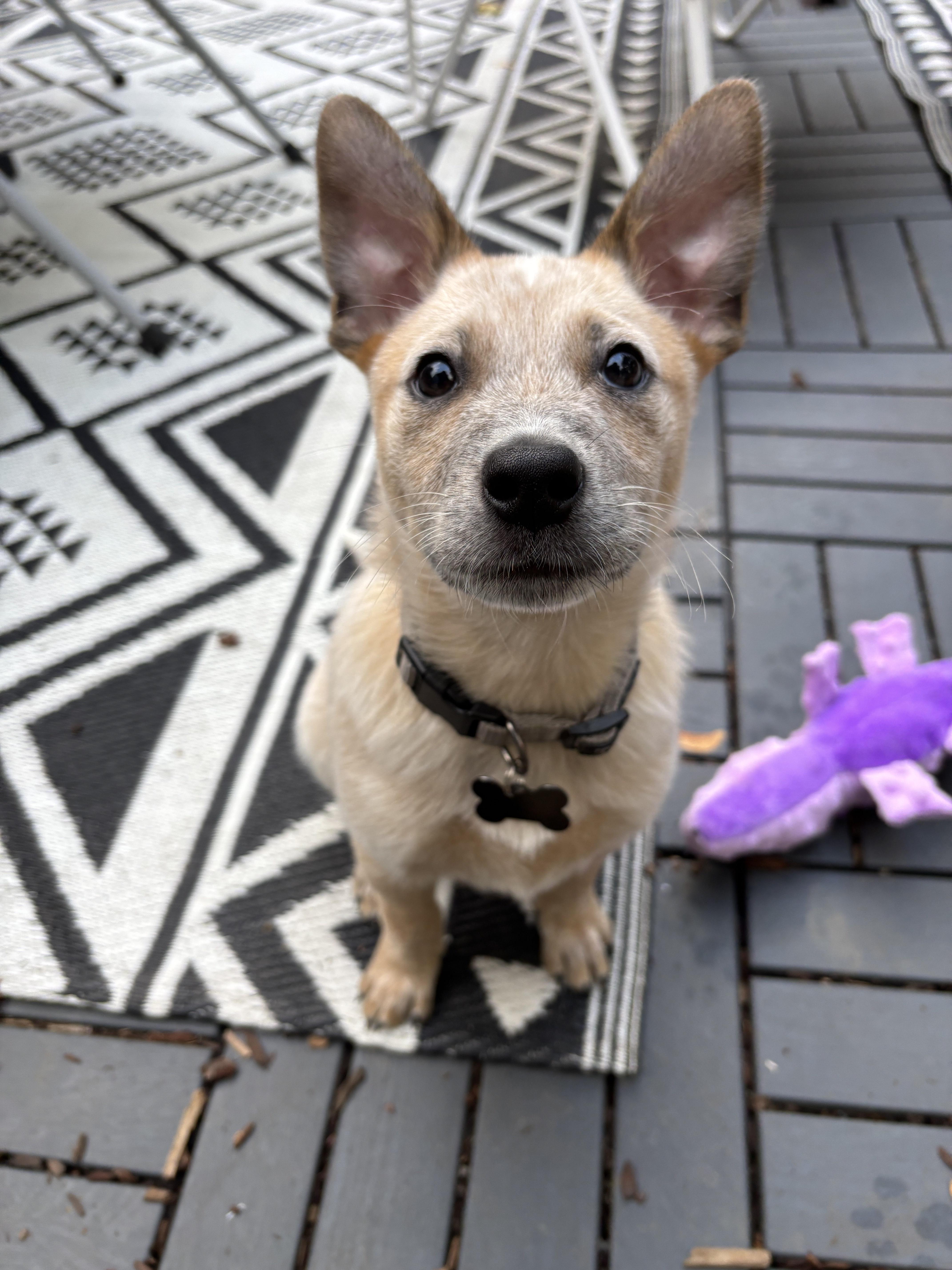 Churro (Portland, OR), a Adoptable Australian Cattle Dog / Blue Heeler in Mount Vernon, WA image 3/5