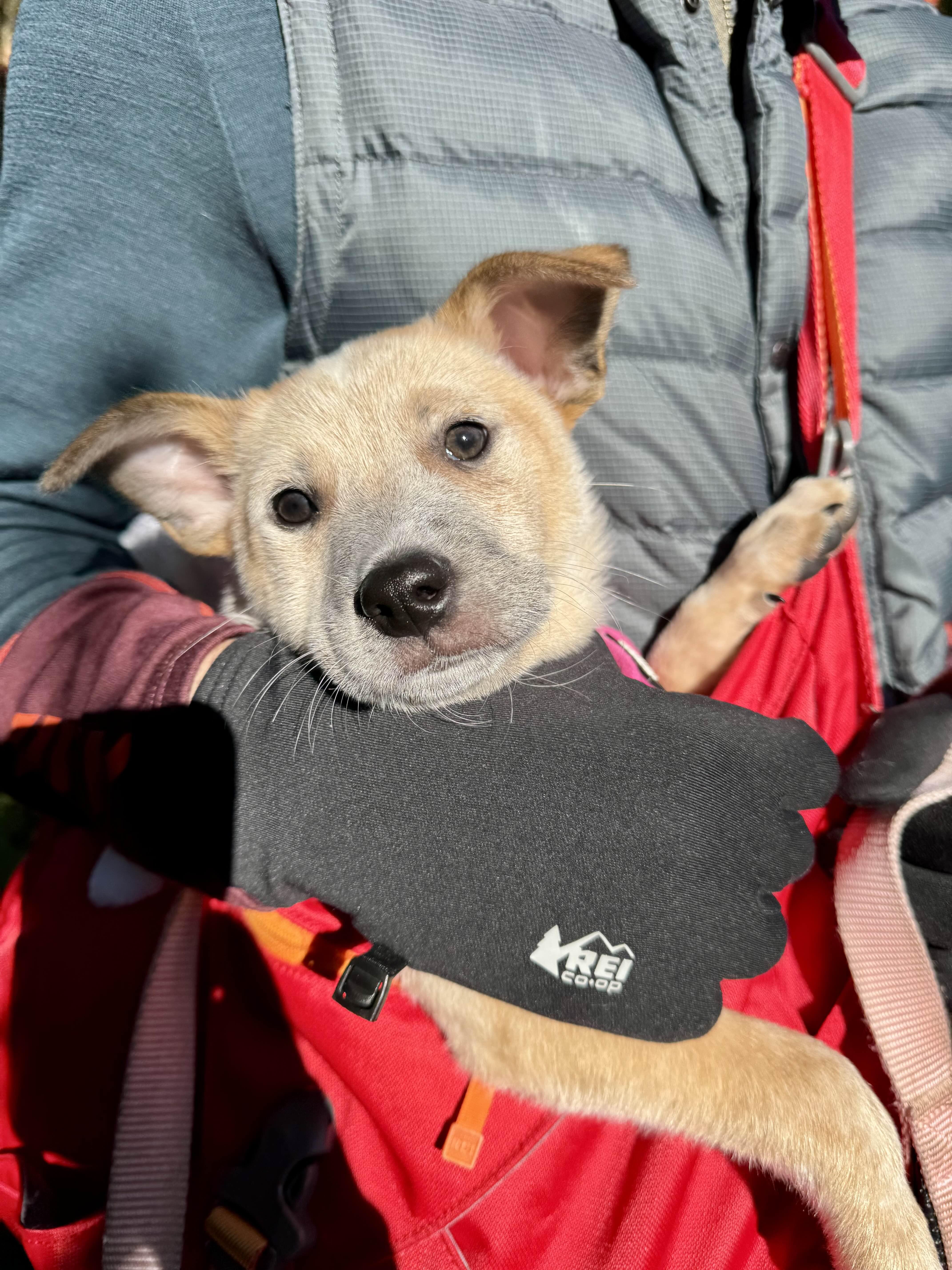 Churro (Portland, OR), a Adoptable Australian Cattle Dog / Blue Heeler in Mount Vernon, WA image 4/5
