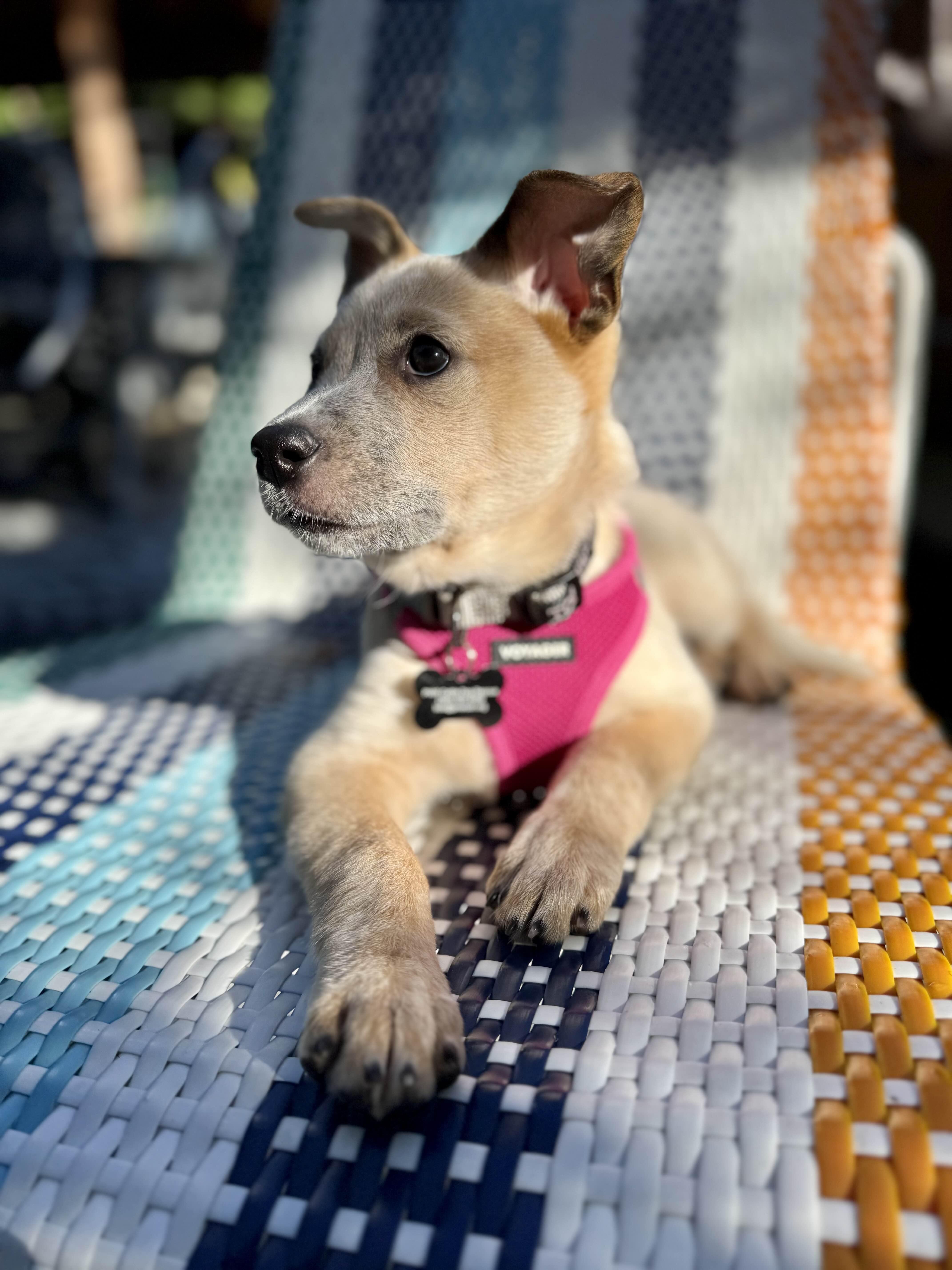 Churro (Portland, OR), a Adoptable Australian Cattle Dog / Blue Heeler in Mount Vernon, WA image 2/5