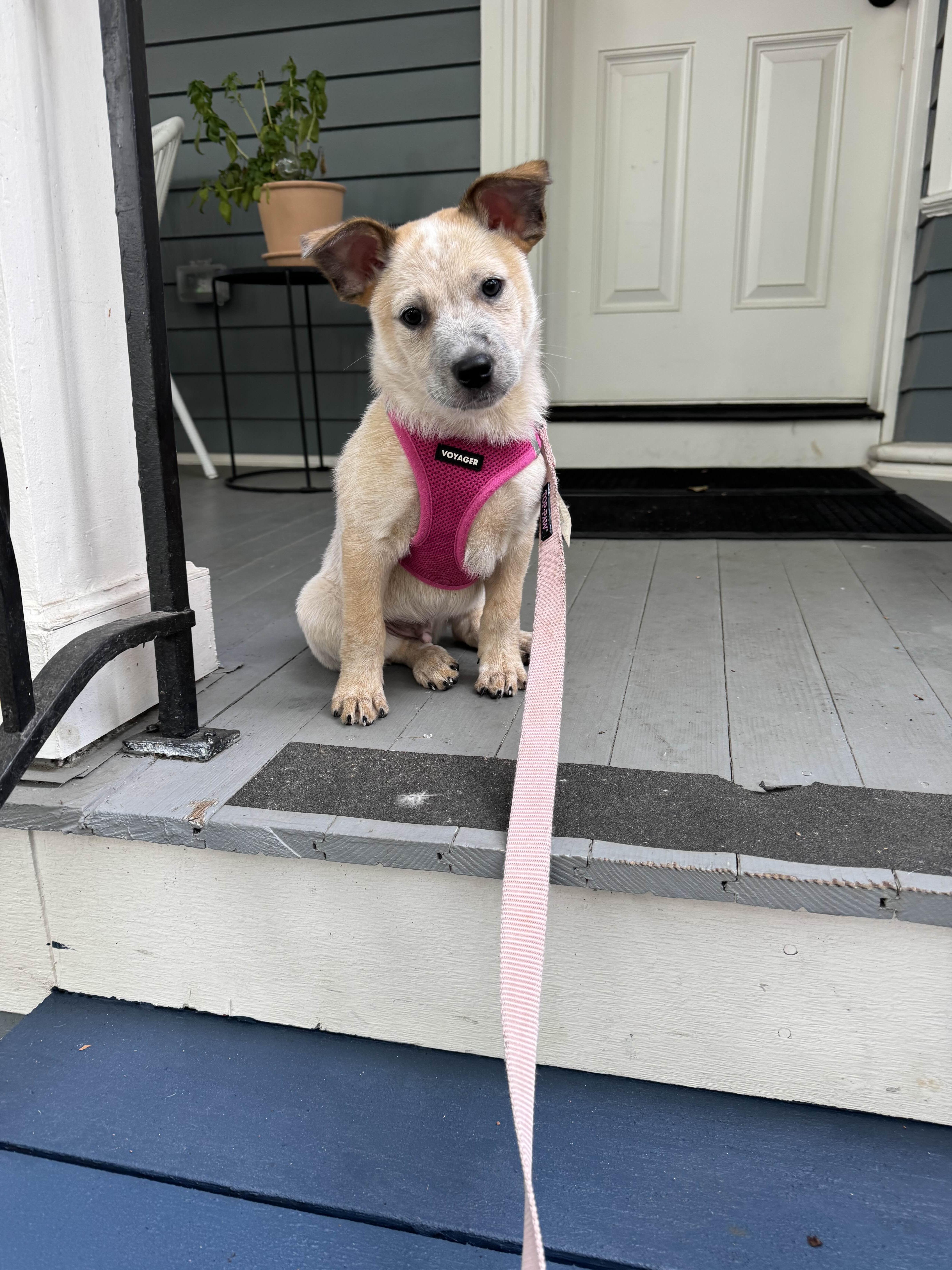 Churro (Portland, OR), a Adoptable Australian Cattle Dog / Blue Heeler in Mount Vernon, WA image 1/5