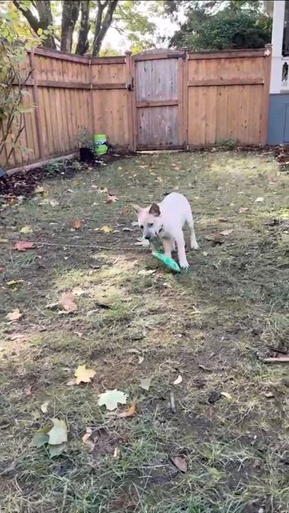 Enlarge Churro (Portland, OR), a Adoptable Australian Cattle Dog / Blue Heeler in Mount Vernon, WA video 5/5