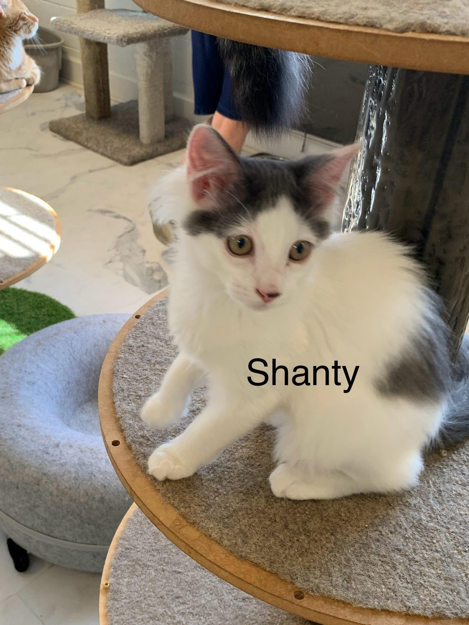Shanty photo