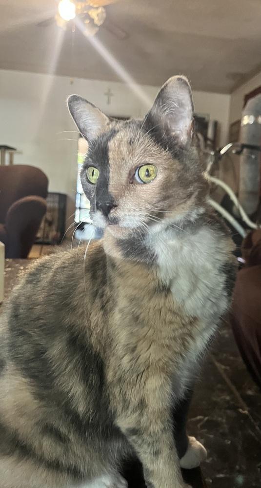 Enlarge Two Face, a Adoptable Domestic Short Hair in Saint Augustine, FL image 1/3