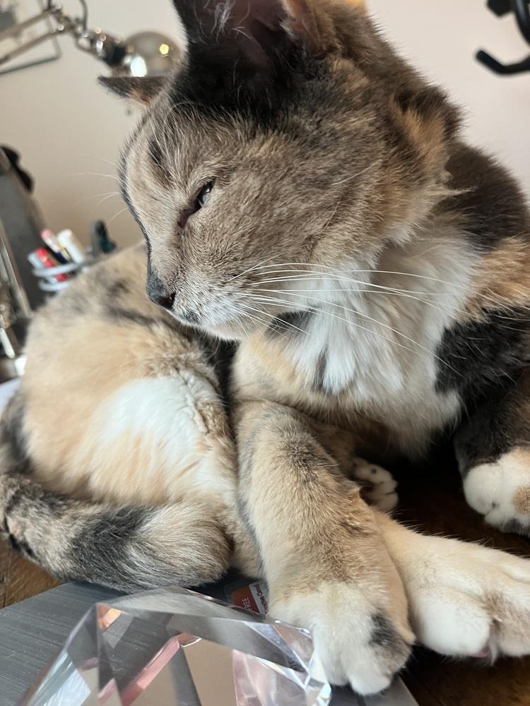 Two Face, Adoptable, Senior Female Domestic Short Hair.