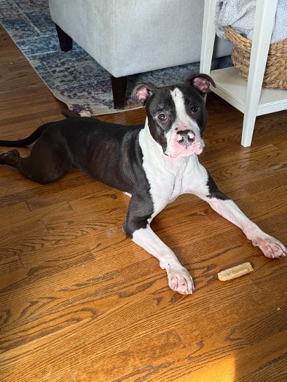Jimmy, Adoptable, Adult Male Pit Bull Terrier.