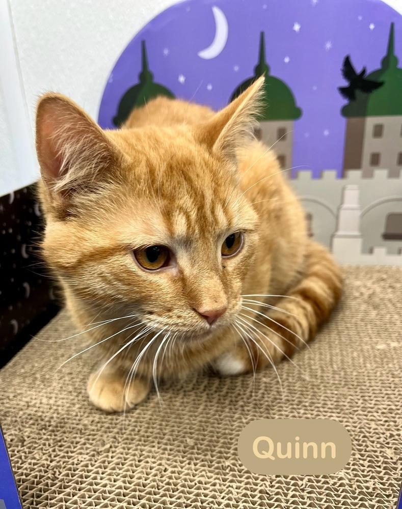 Quinn, Adoptable, Young Male Domestic Short Hair.