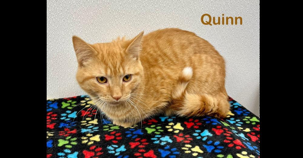 Enlarge Quinn, a Adoptable Domestic Short Hair in Chalfont, PA image 3/6