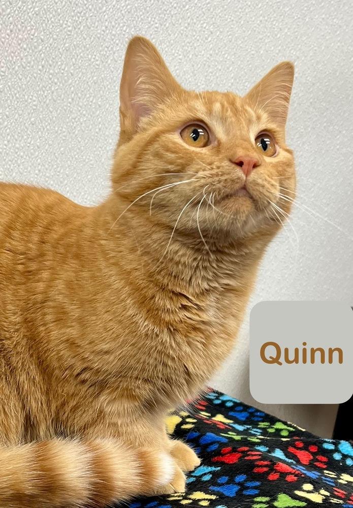 Enlarge Quinn, a Adoptable Domestic Short Hair in Chalfont, PA image 4/6