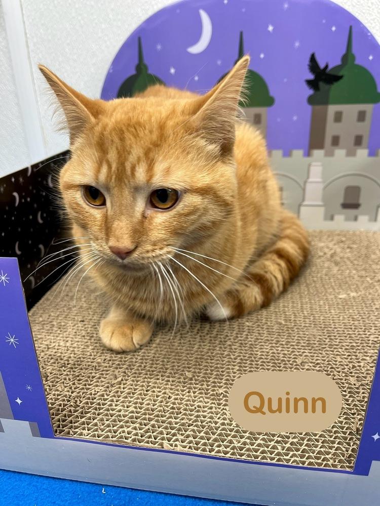 Enlarge Quinn, a Adoptable Domestic Short Hair in Chalfont, PA image 5/6