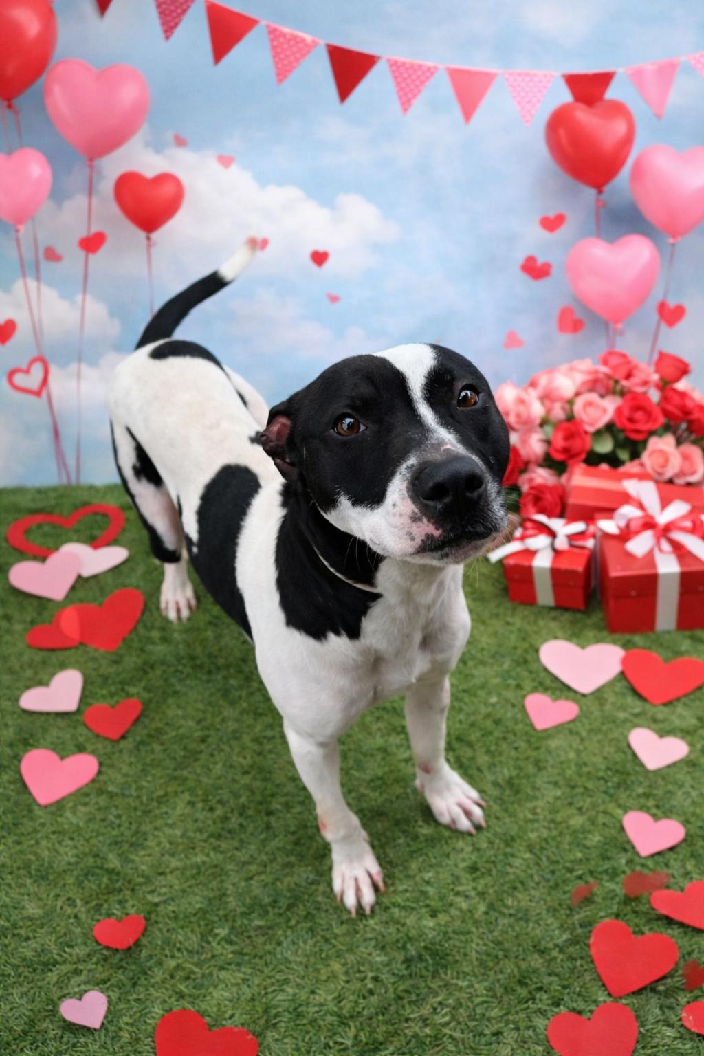 Buster, ADOPTABLE, Adult Male Pit Bull Terrier.