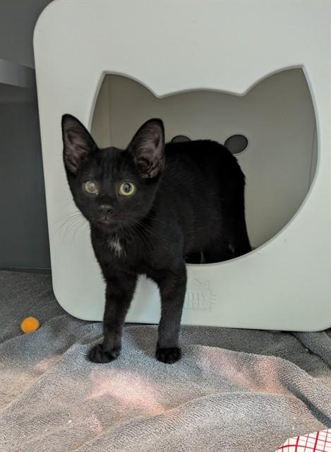 SANDY, Adoptable, Kitten Male Domestic Short Hair.