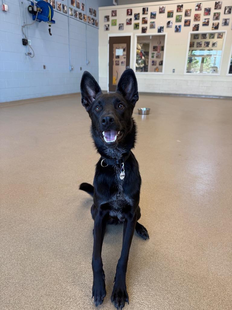 Usher, Adoptable, Young Male Carolina Dog.