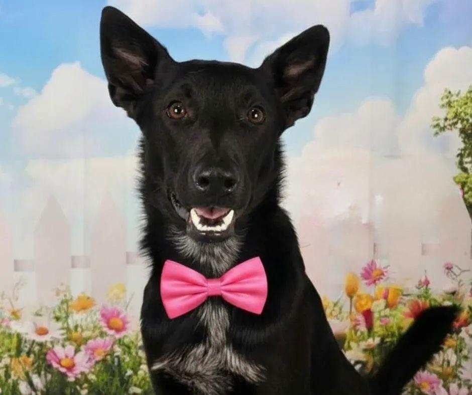 Enlarge Usher, a Adoptable mixed breed in North Syracuse, NY image 2/3