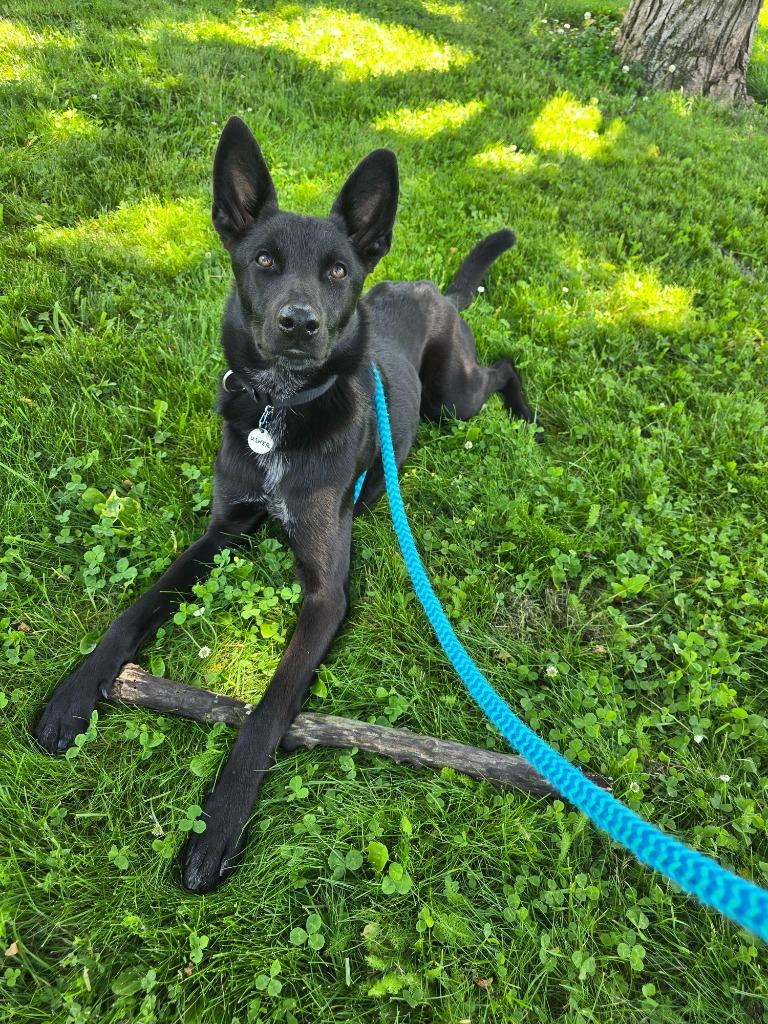 Enlarge Usher, a Adoptable mixed breed in North Syracuse, NY image 3/6