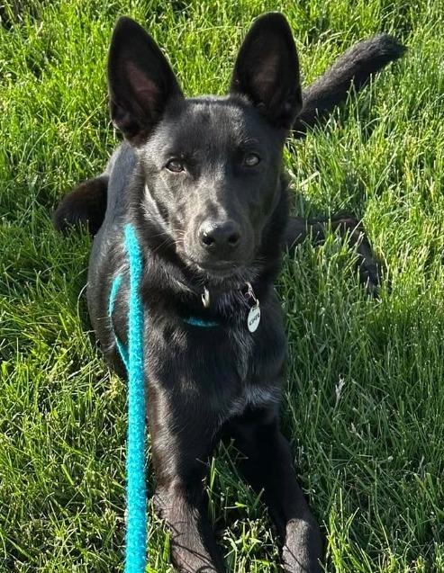 Enlarge Usher, a Adoptable mixed breed in North Syracuse, NY image 4/6