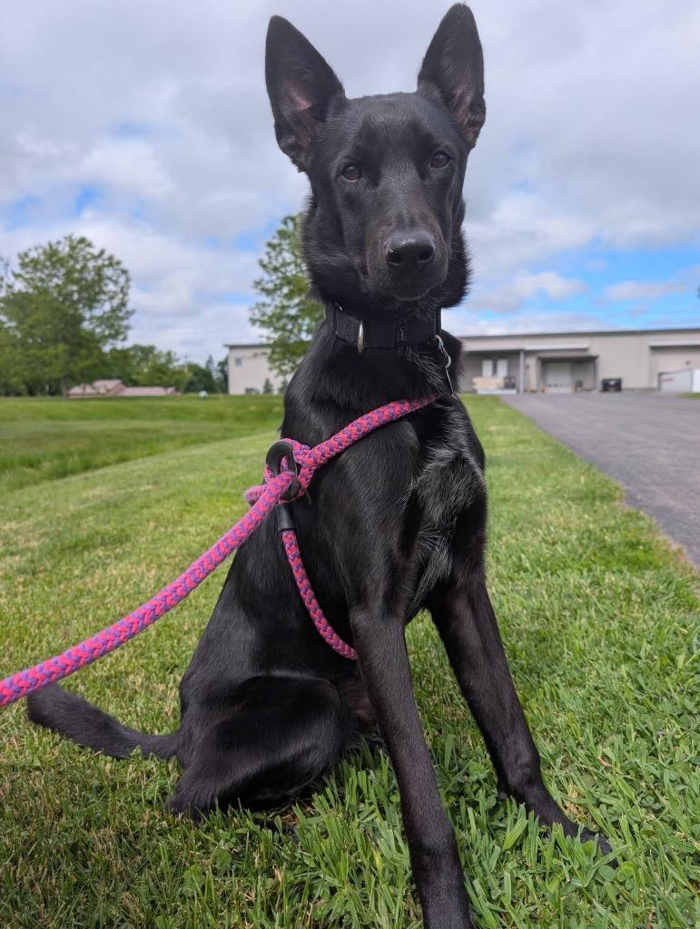 Enlarge Usher, a Adoptable mixed breed in North Syracuse, NY image 3/3