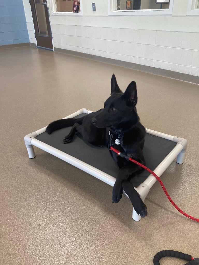 Enlarge Usher, a Adoptable mixed breed in North Syracuse, NY image 6/6