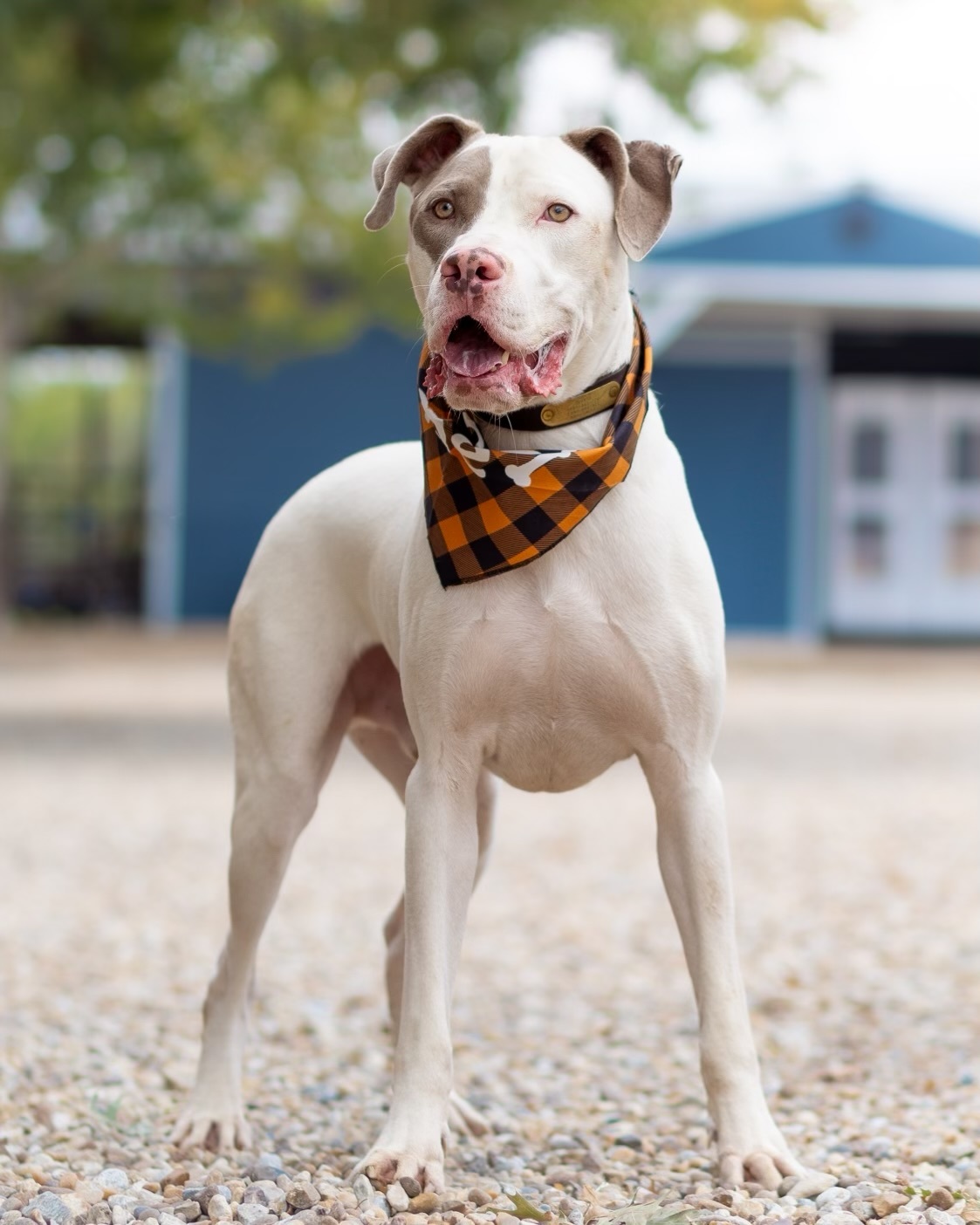 Enlarge Dwayne, a Adoptable Pit Bull Terrier in Dallas, TX image 1/9