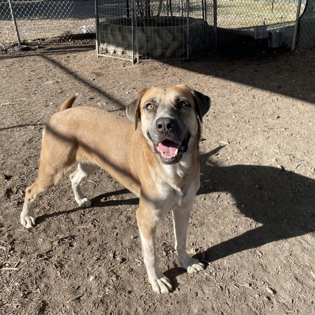 Enlarge LOVELAND, a Adoptable mixed breed in Kyle, TX image 1/4