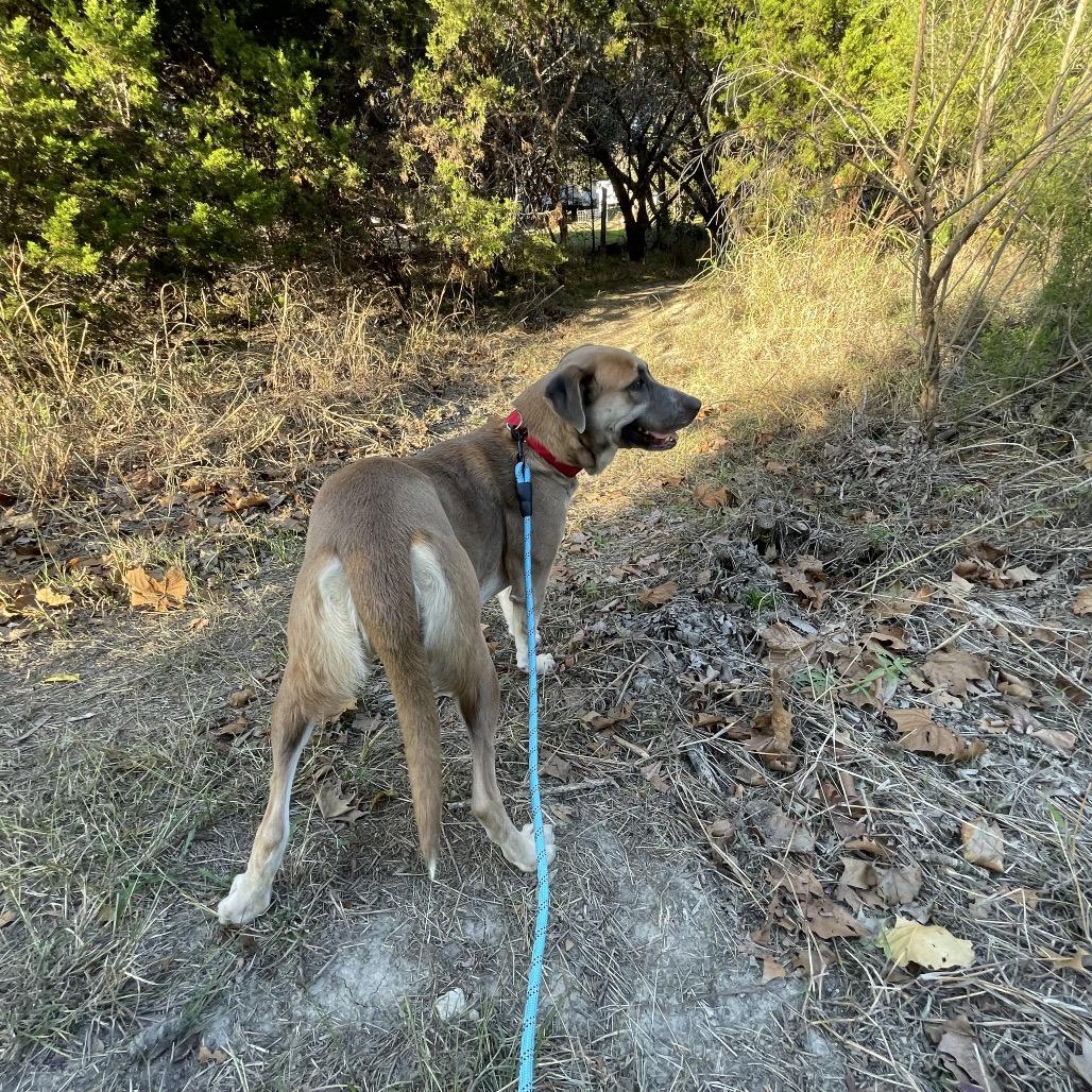 Enlarge LOVELAND, a Adoptable mixed breed in Kyle, TX image 2/4
