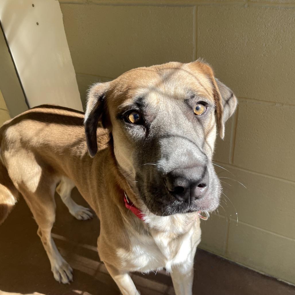 Enlarge LOVELAND, a Adoptable mixed breed in Kyle, TX image 3/4