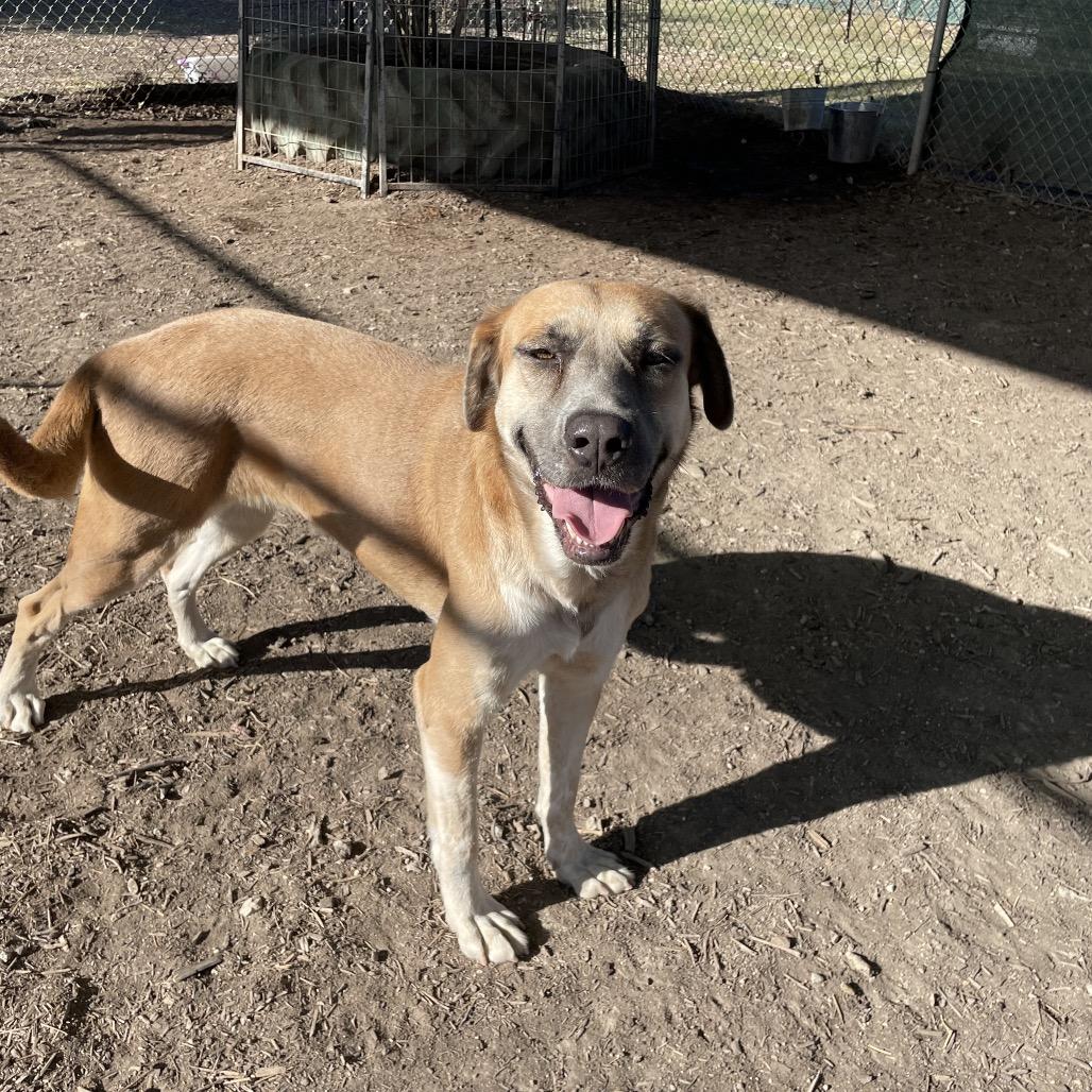 Enlarge LOVELAND, a Adoptable mixed breed in Kyle, TX image 4/4