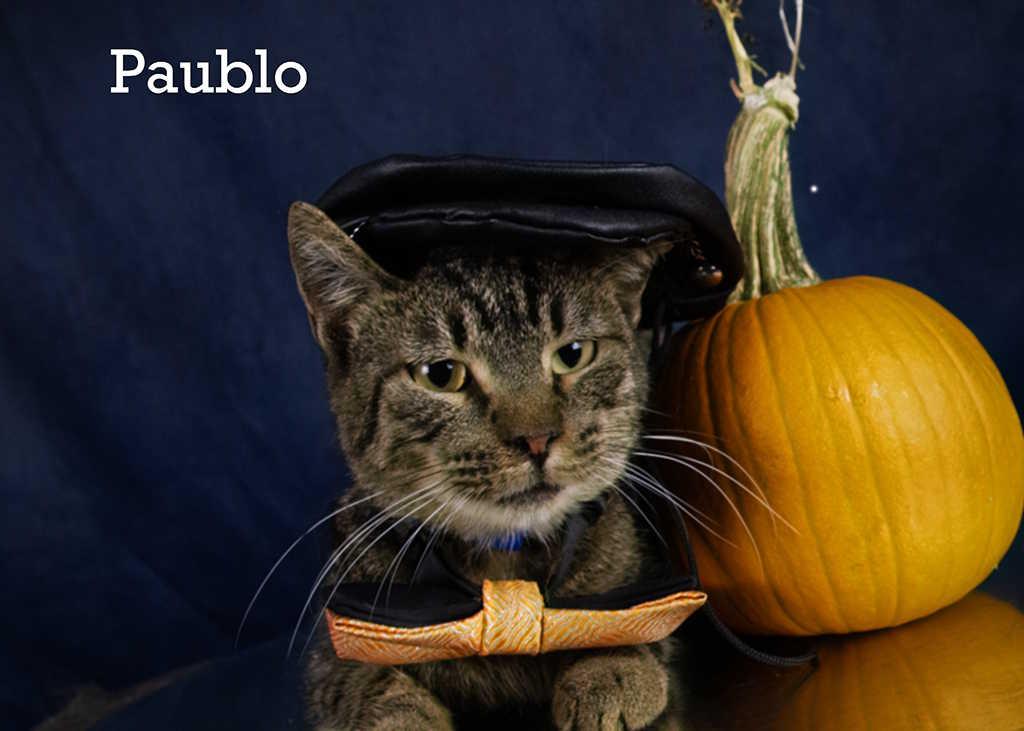 Enlarge Paublo, a Adoptable Domestic Short Hair in York, NE image 1/4