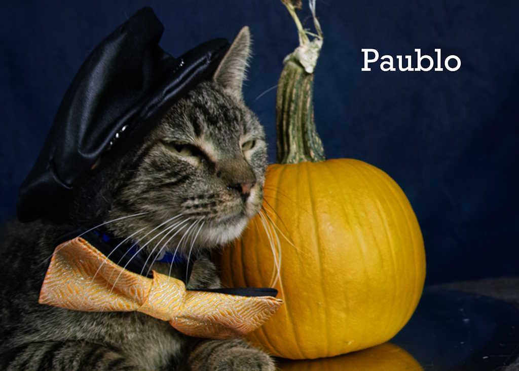 Enlarge Paublo, a Adoptable Domestic Short Hair in York, NE image 3/4