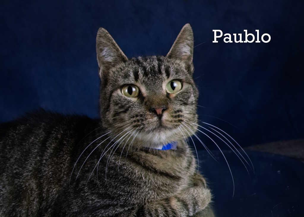 Enlarge Paublo, a Adoptable Domestic Short Hair in York, NE image 2/4