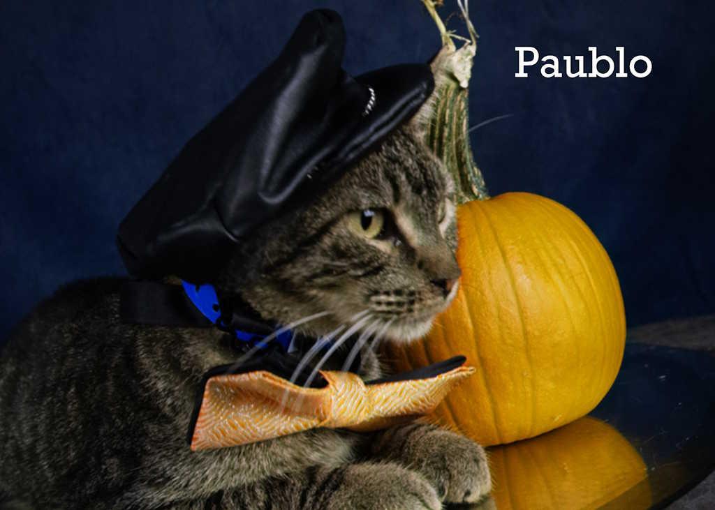 Enlarge Paublo, a Adoptable Domestic Short Hair in York, NE image 4/4