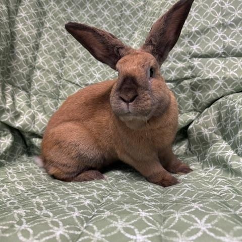 Enlarge Huey, a Adopted American in Westerville, OH image 3/5