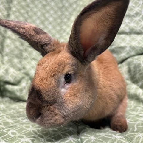 Enlarge Huey, a Adopted American in Westerville, OH image 1/5